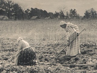 The Sweet Potato Field