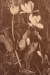 Sanguinaria  (Bloodroot)