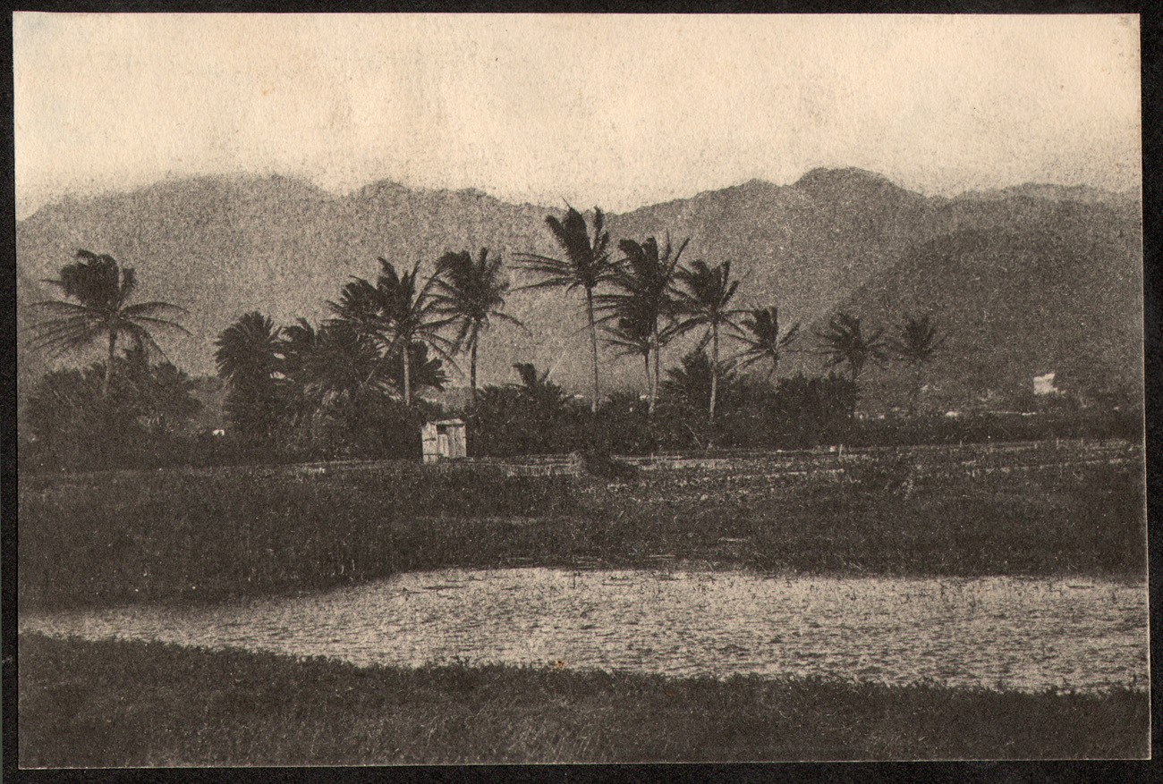 Rice & or Taro Field with Mountains