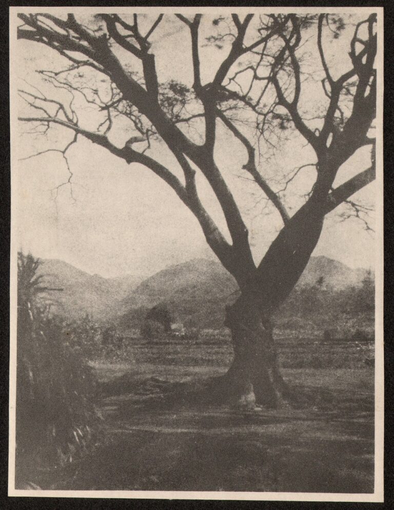 Tree in Hawaiian Landscape