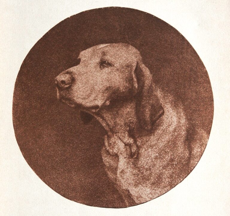 Untitled Portrait of a Hound
