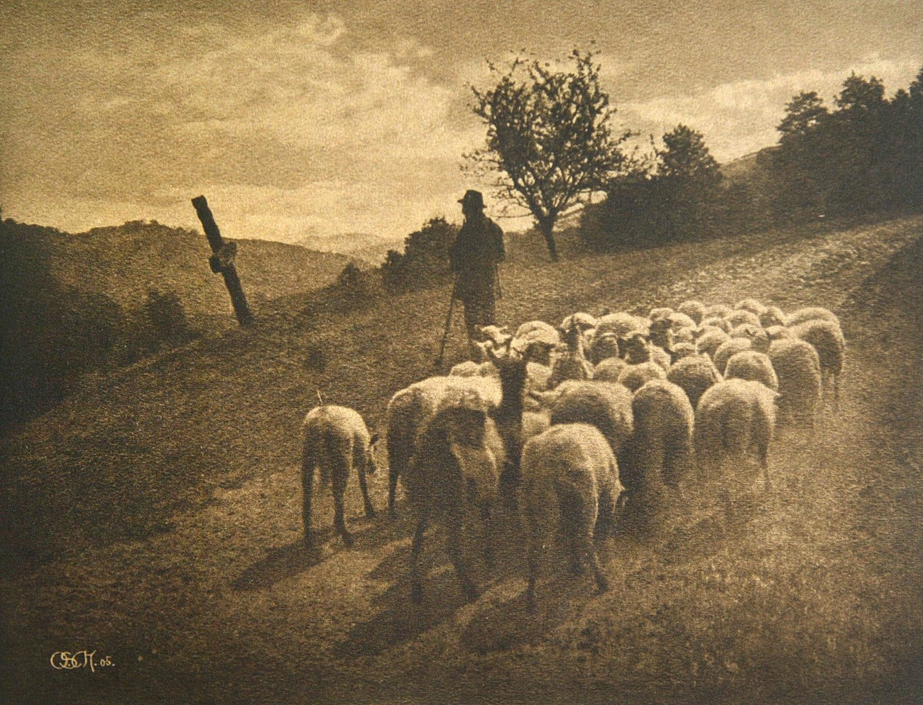 Schafherde in der Eifel