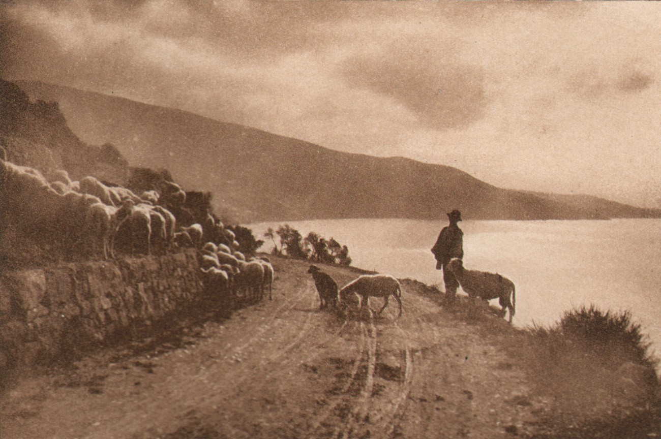 Sheep Study Near Bordyhesa