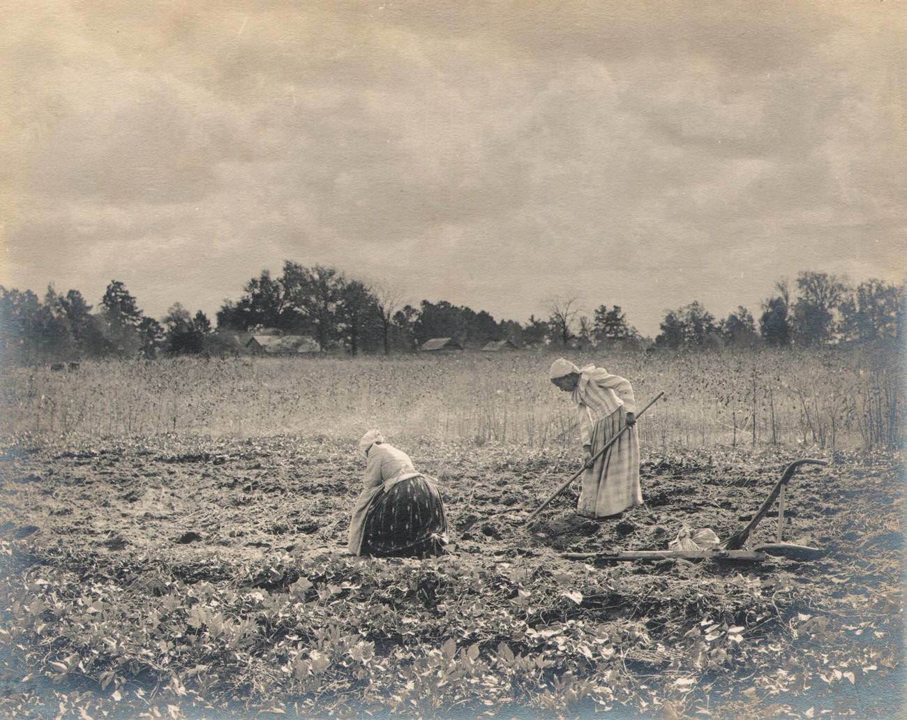 The Sweet Potato Field