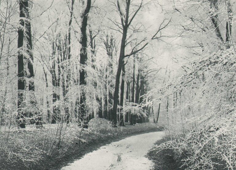 Winter in Het Haagsche Bosch | Winter in The Hague Forest