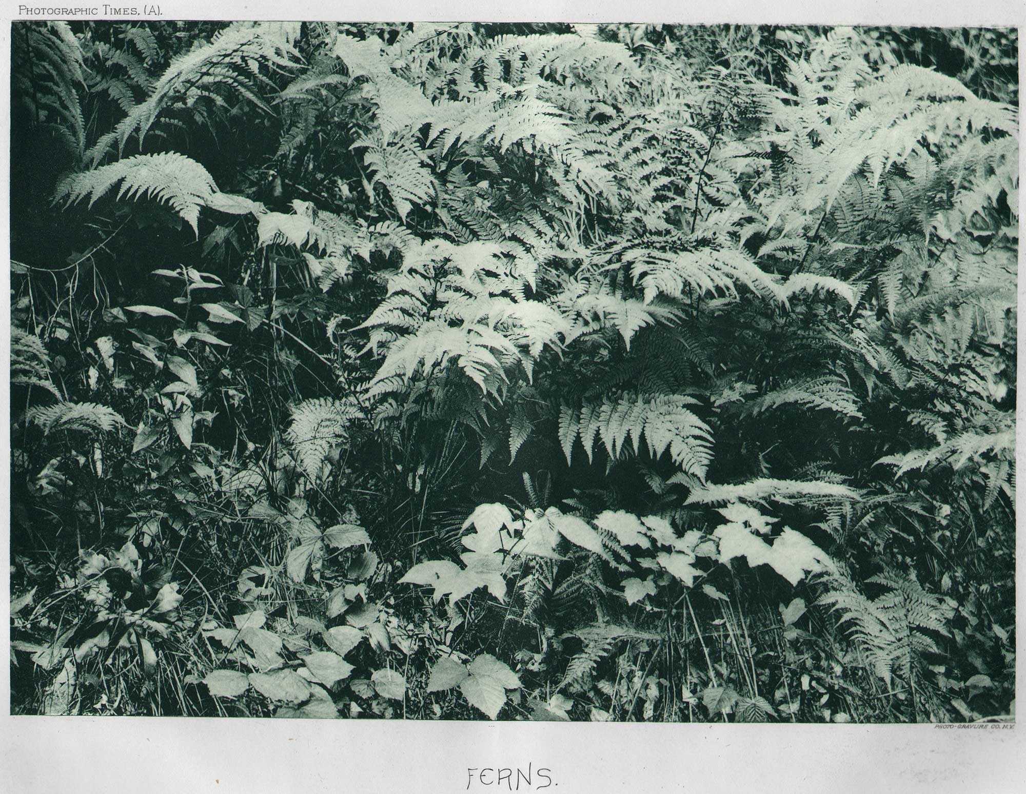 Ferns