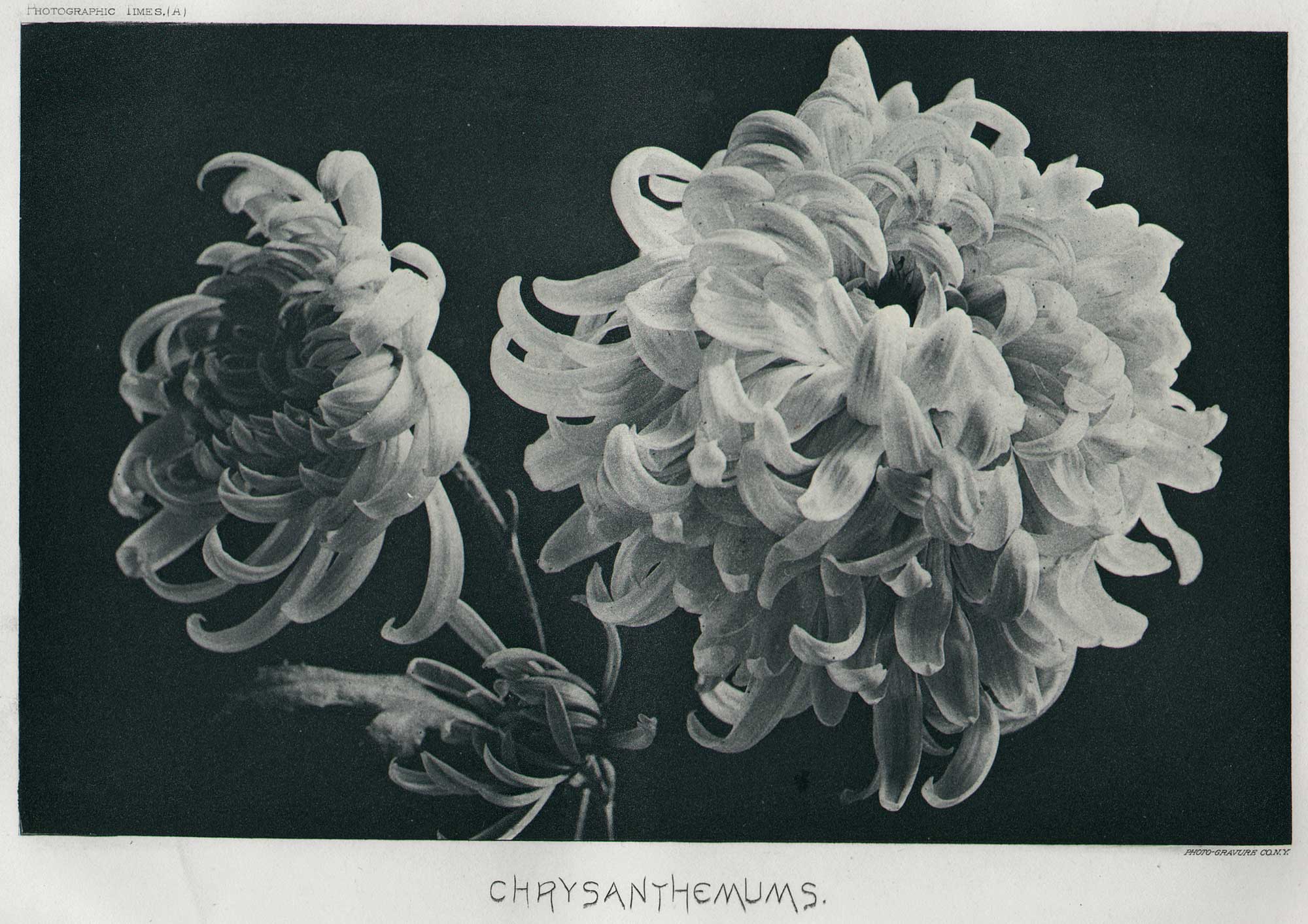 Chrysanthemums