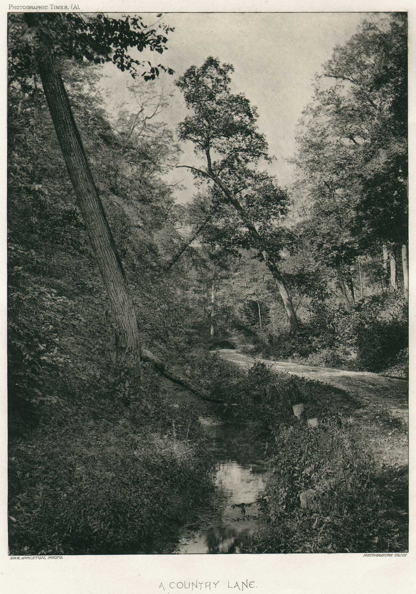 A Country Lane