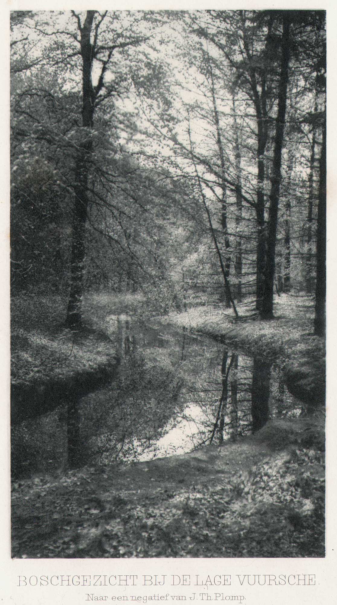 Boschgezicht Bij De Lage Vuursche | Forest view near Lage Vuursche