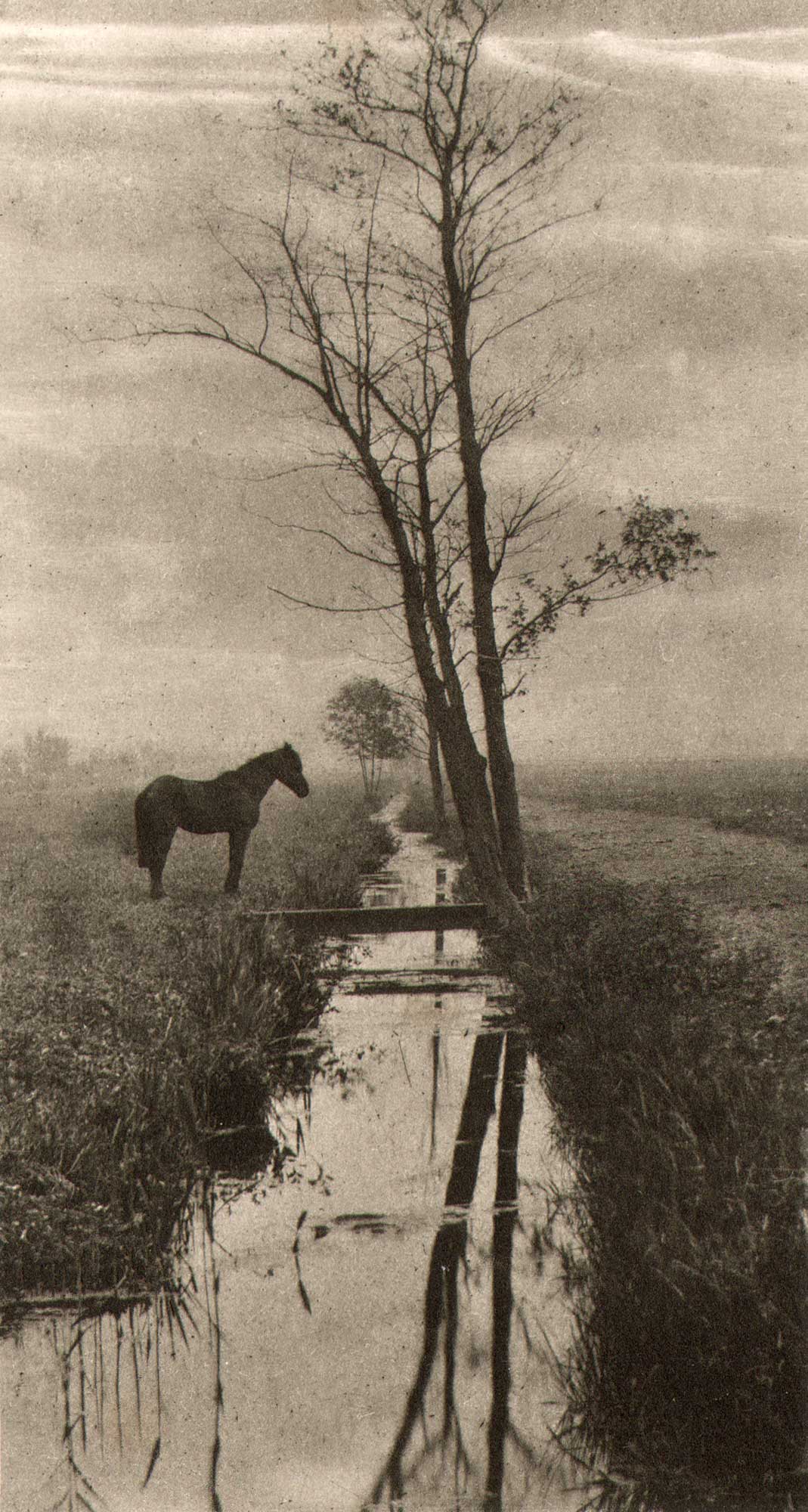 Paard In De Wei | Horse In The Meadow