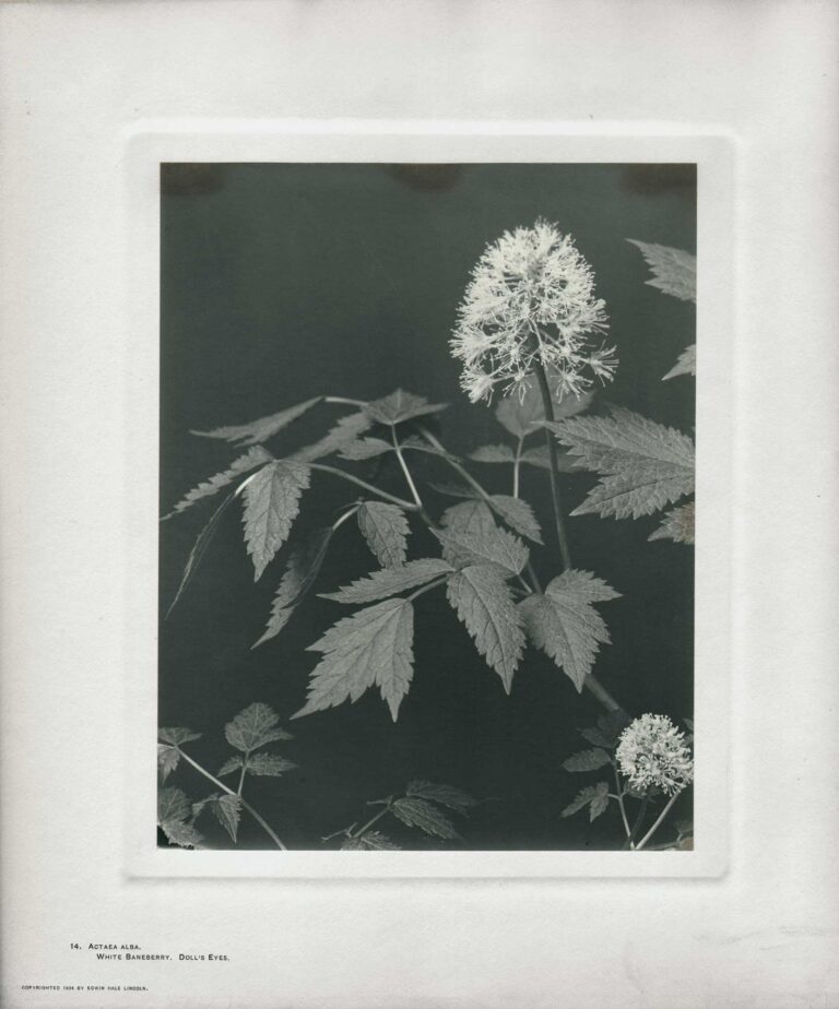 Actaea Alba | White Baneberry | Doll’s Eyes