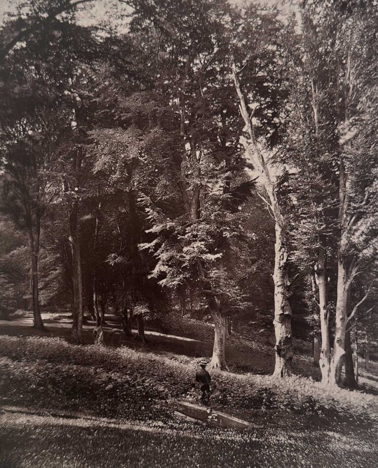 A Beechen Slope, Knole