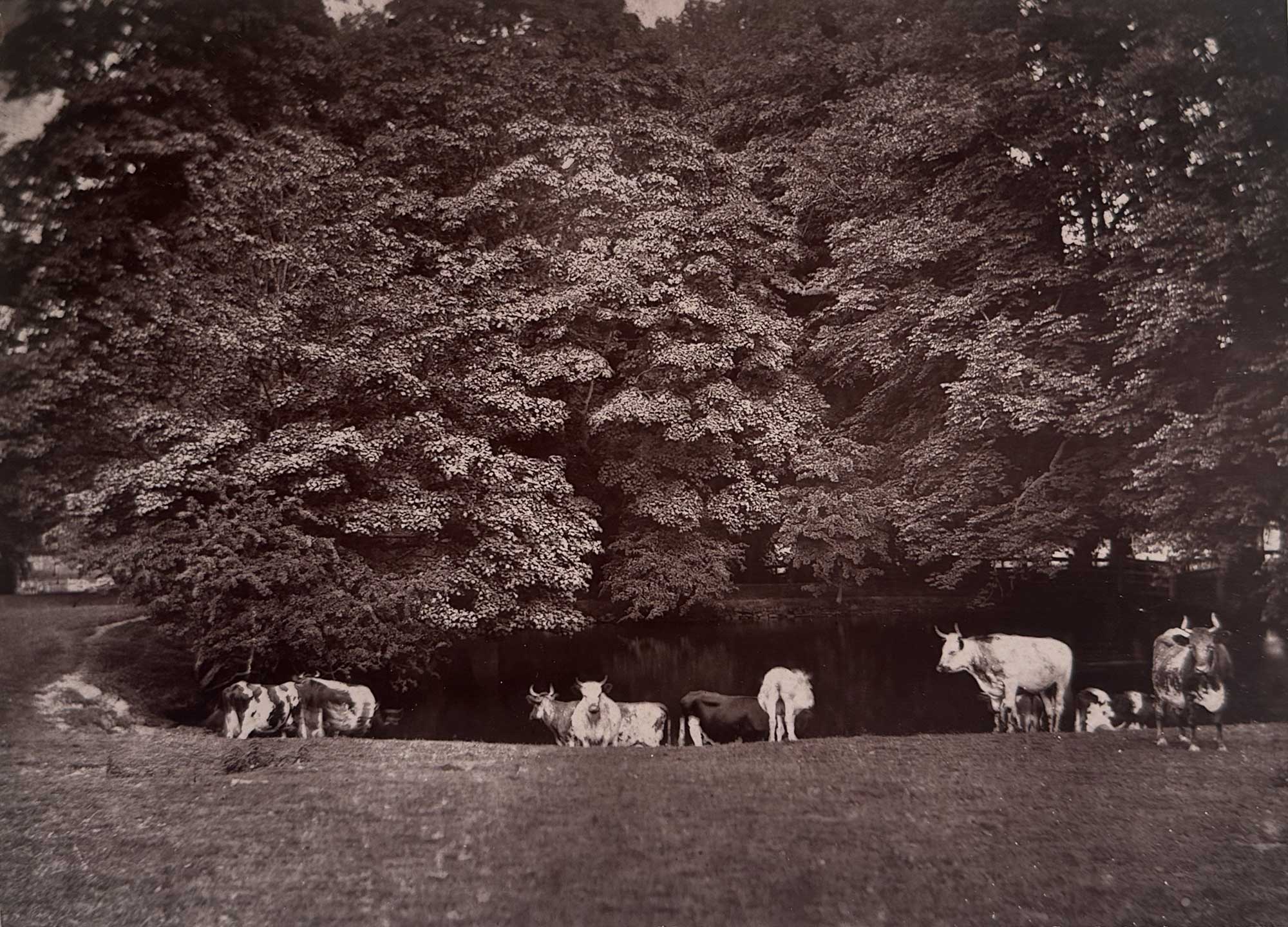 Summertime, Penshurst Park