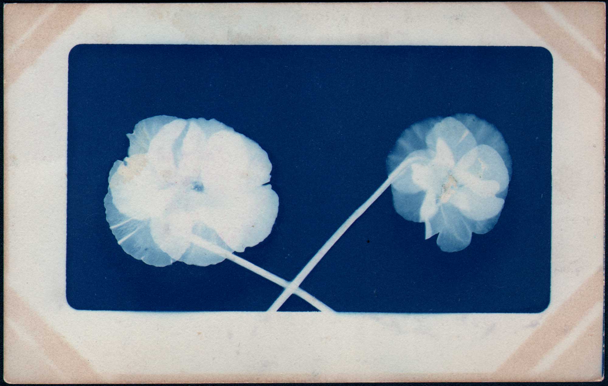 Double Flower Photogram