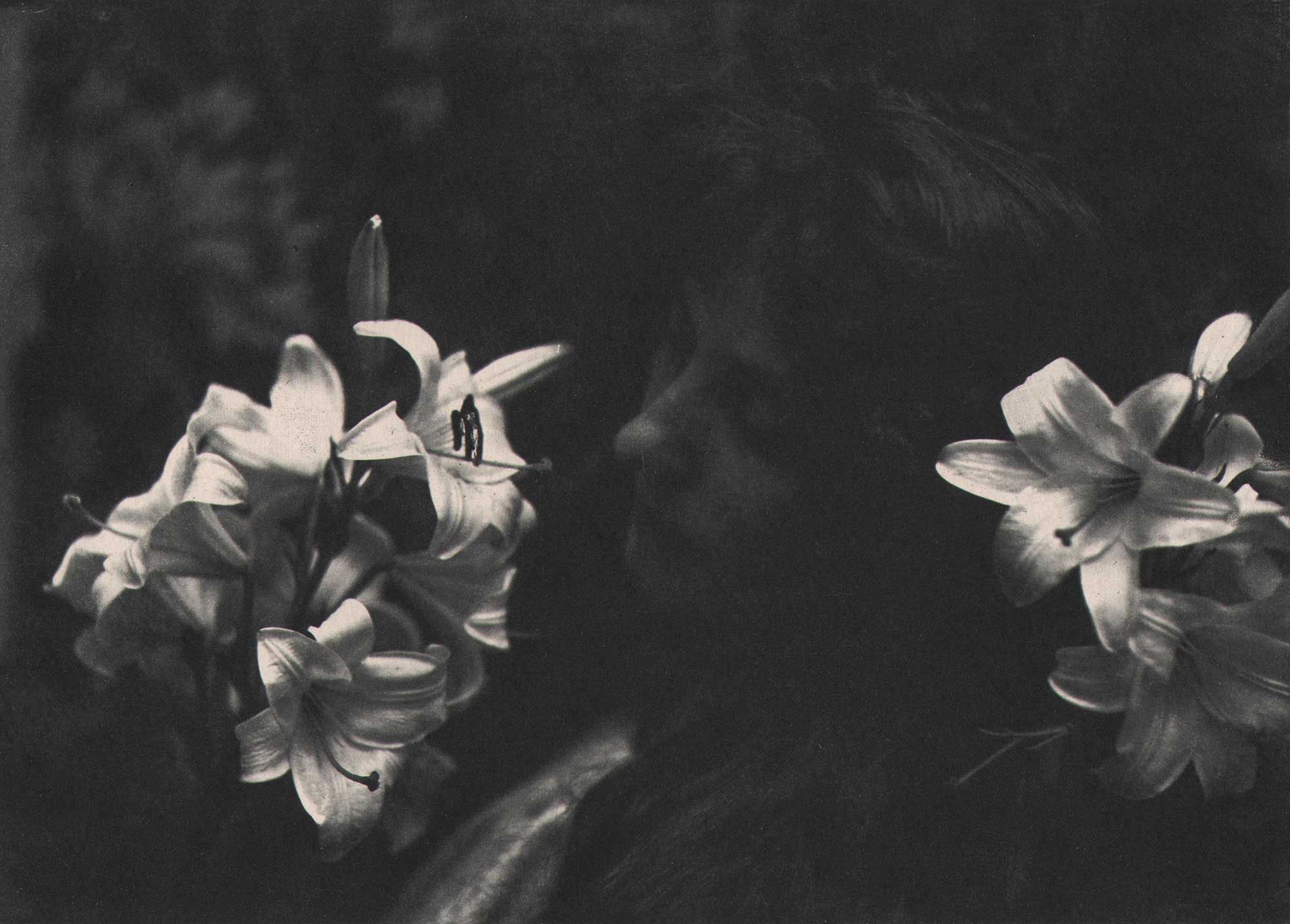 Femme aux Lis | Woman with Lilies