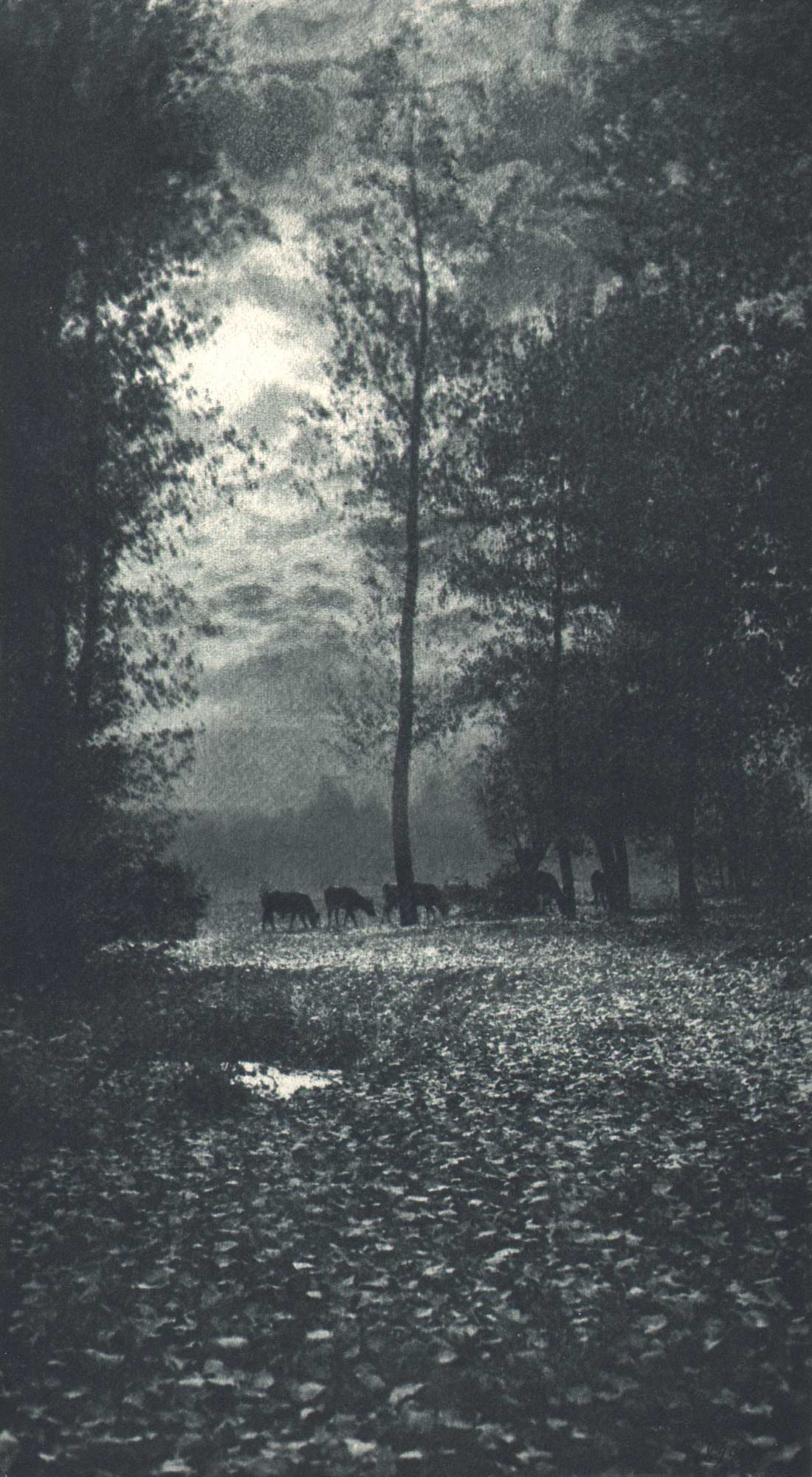 Herbststimmung im Walde | Autumn Mood in the Forest