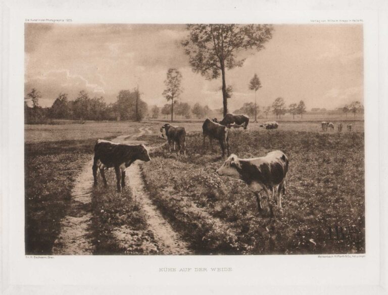 Kühe auf der Weide | Cows in the Pasture