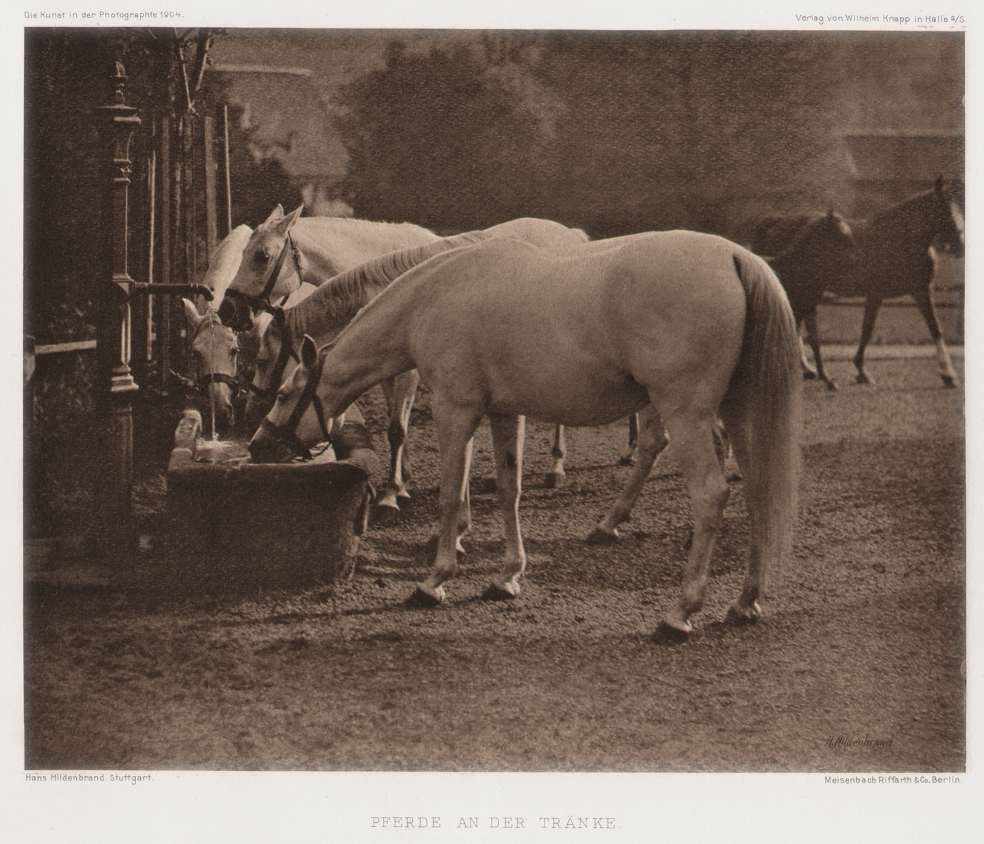 Pferde an der Tränke | Horses at the Watering Hole