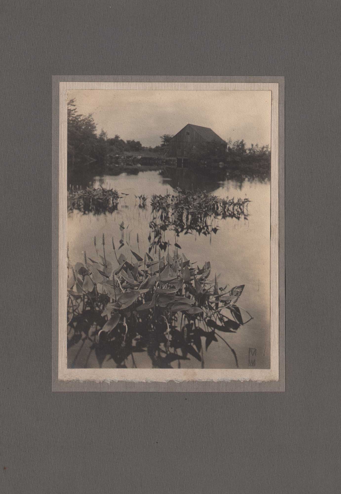 Mill Pond with Water Hyacinths