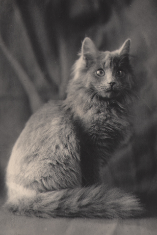 Long-haired Persian Cat