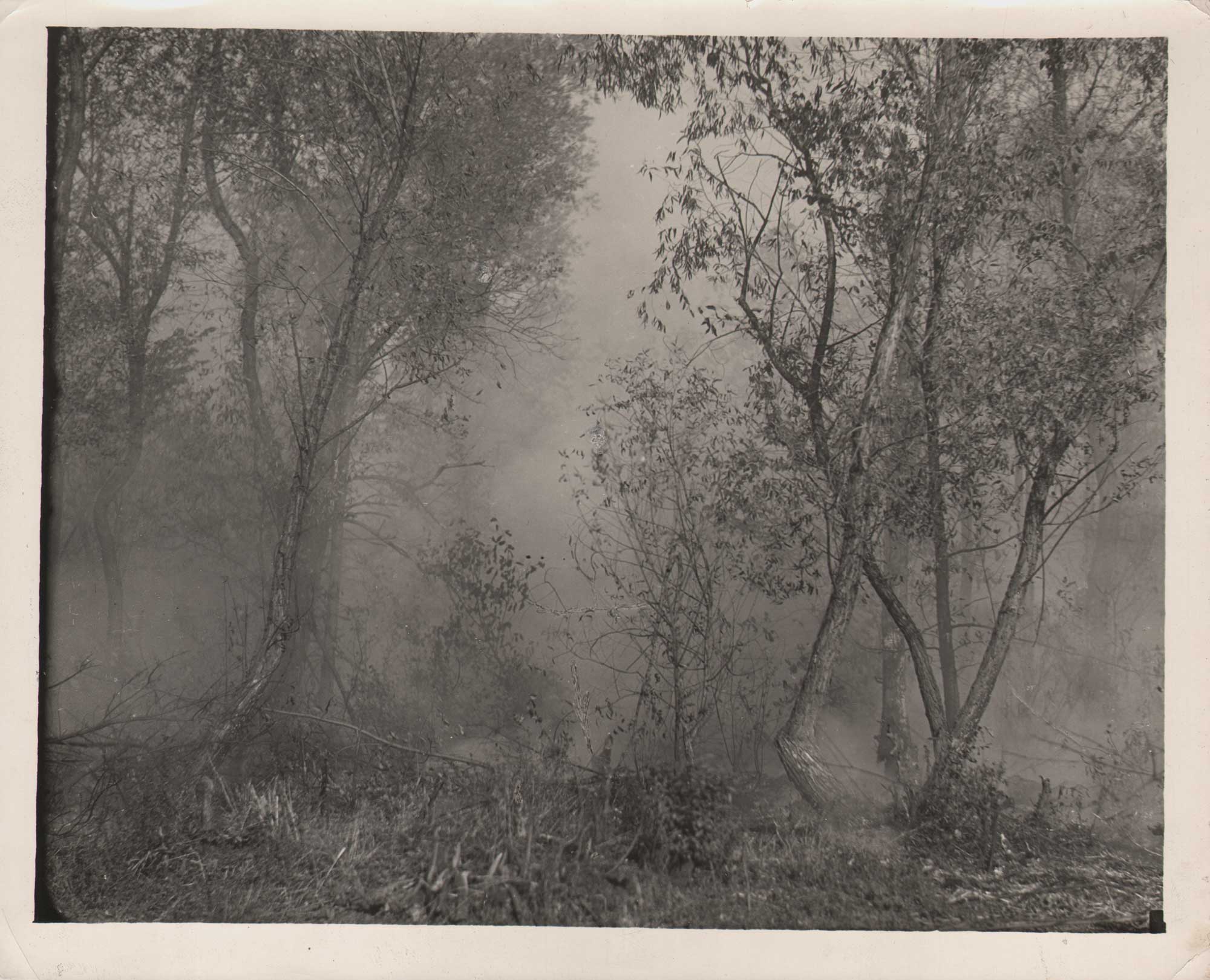 Pictorial Treatment of Brush fire
