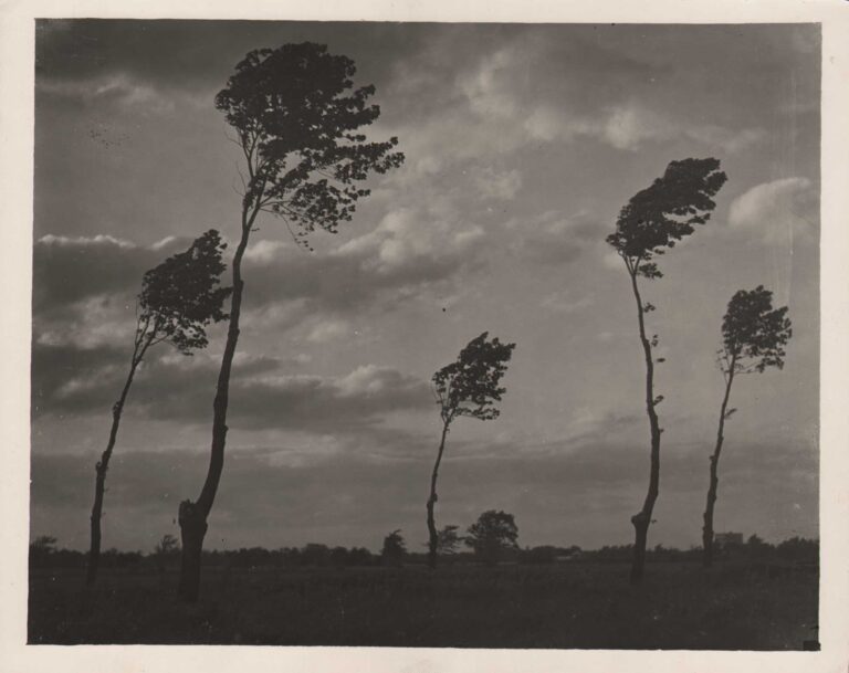 Windswept Trees