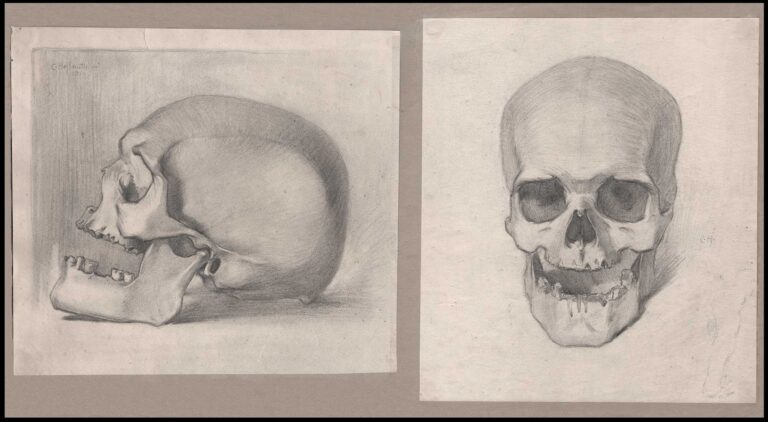 Human Skulls: Profile & Frontal Views