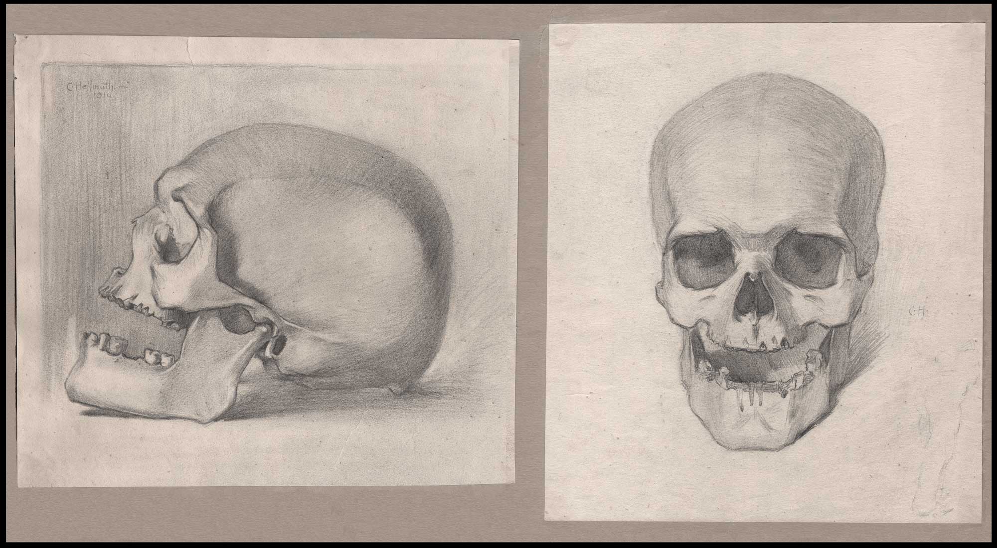 Human Skulls: Profile & Frontal Views
