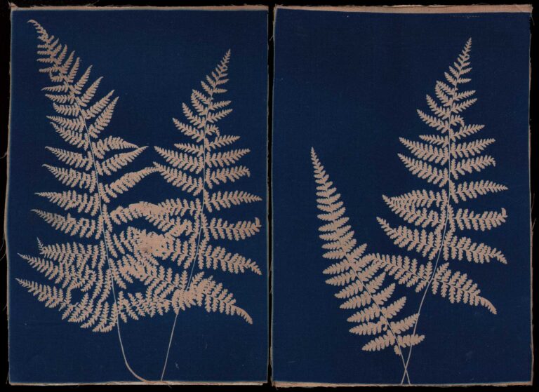 Diptych: Fern Studies