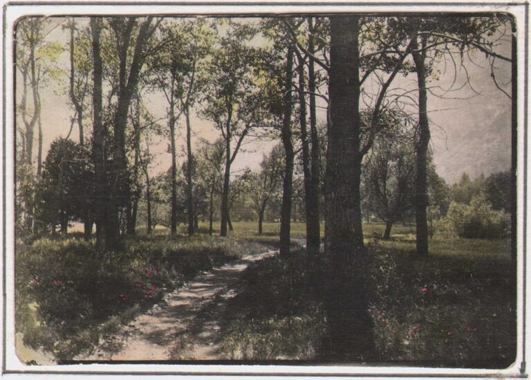 Path Through the Trees