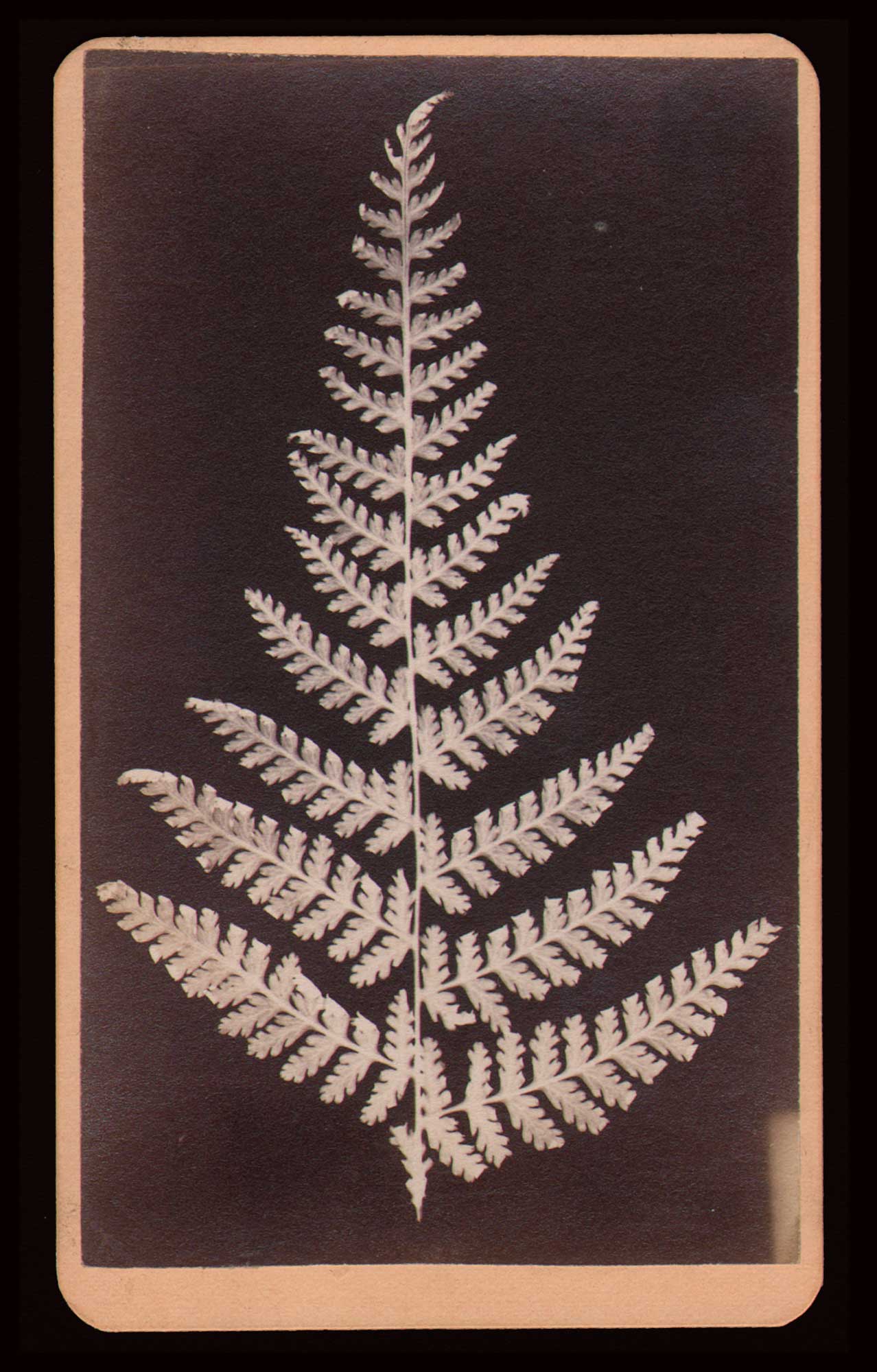 Fern Photogram