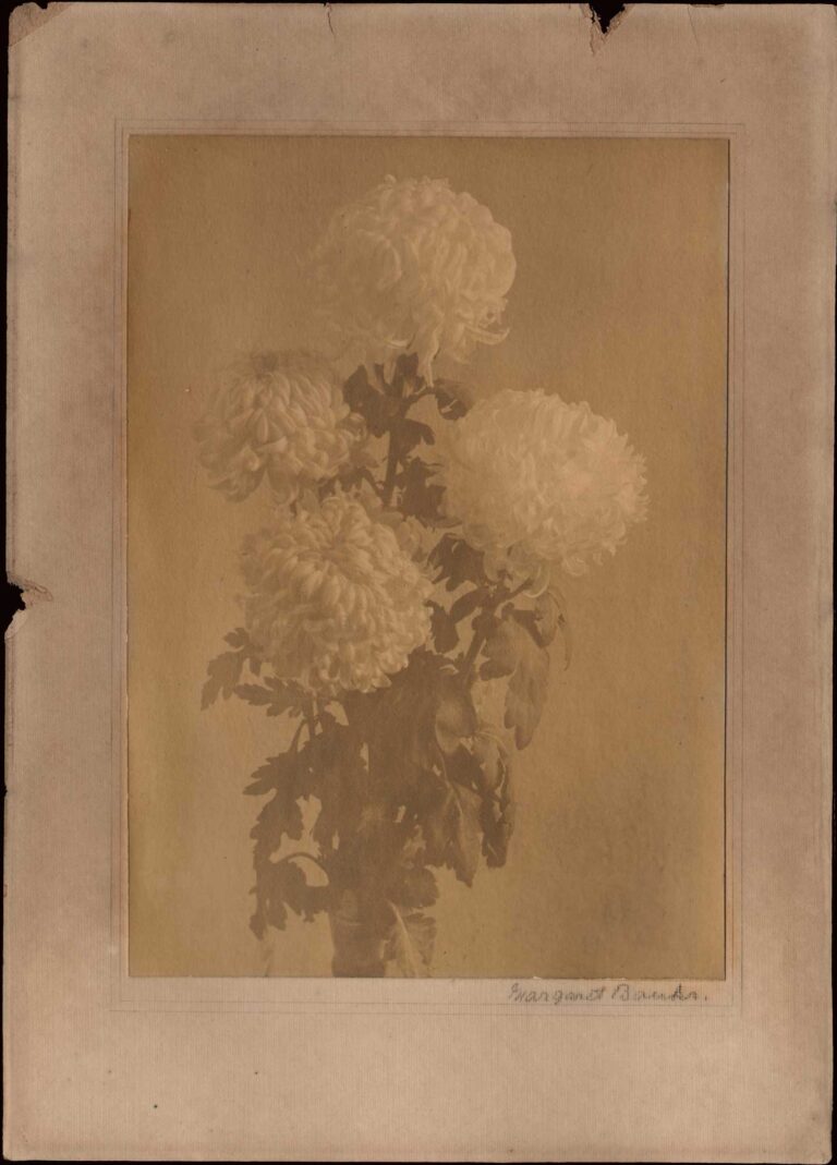 Chrysanthemums in Vase