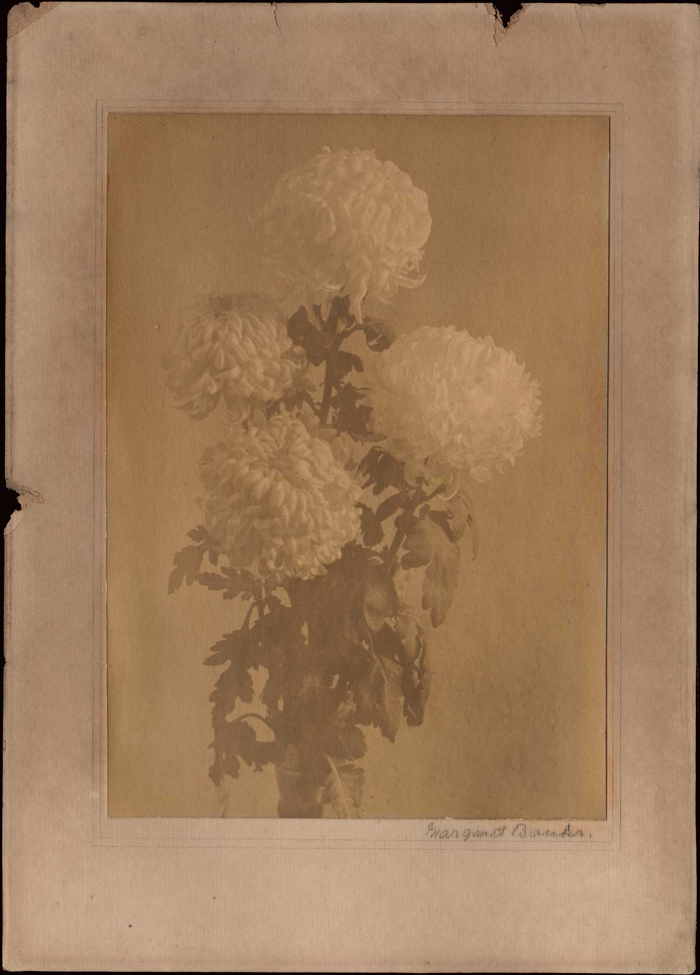 Chrysanthemums in Vase
