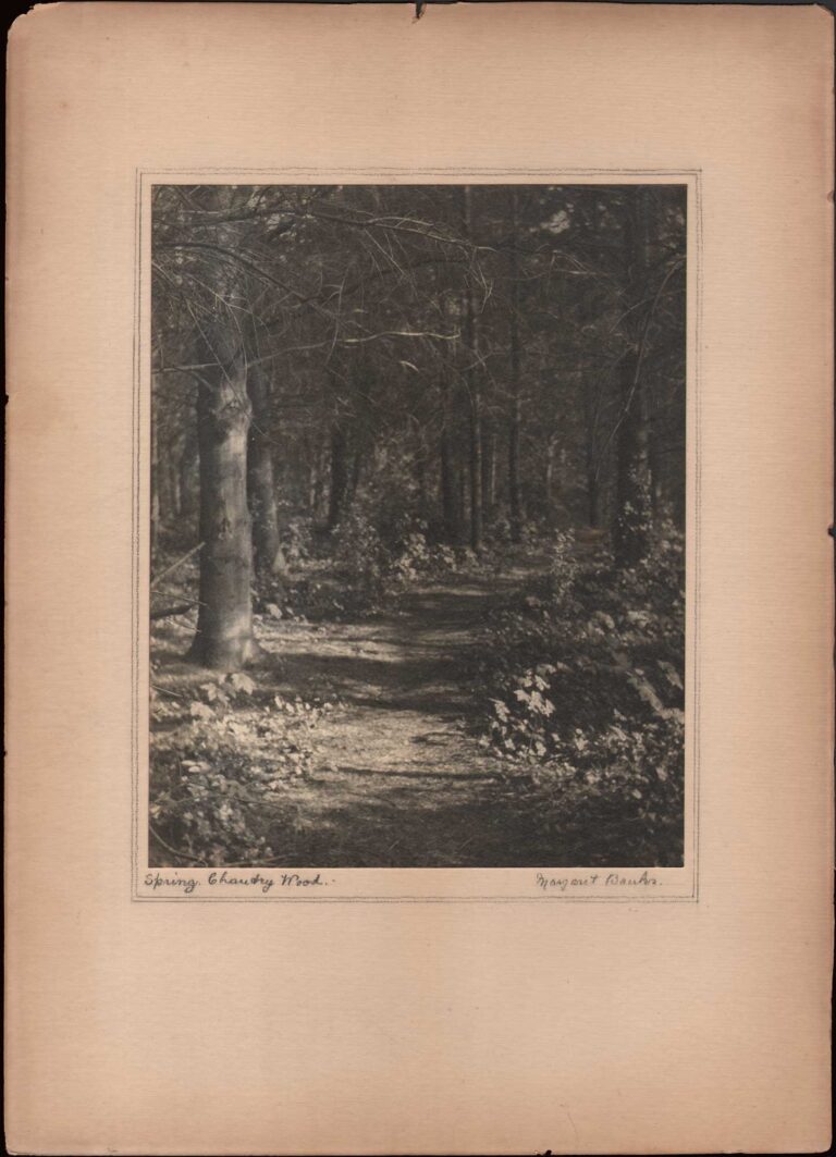 Spring. Chantry Wood.