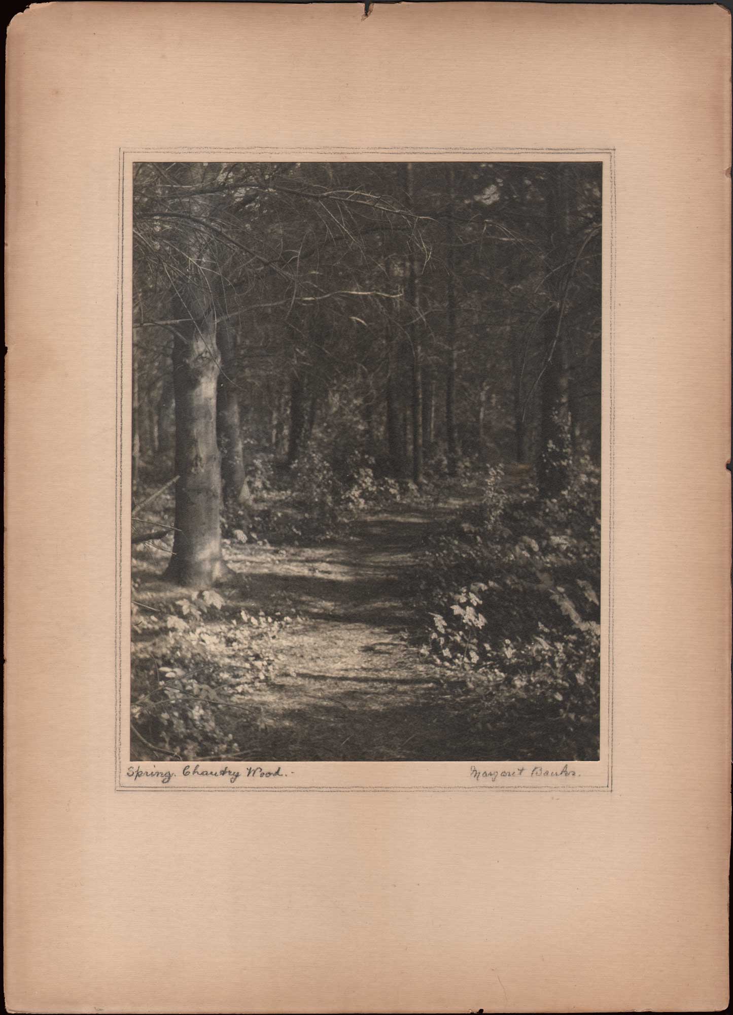 Spring. Chantry Wood.