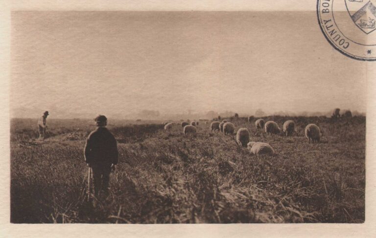The Marshes in June