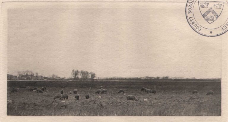 Marshes by the North Sea