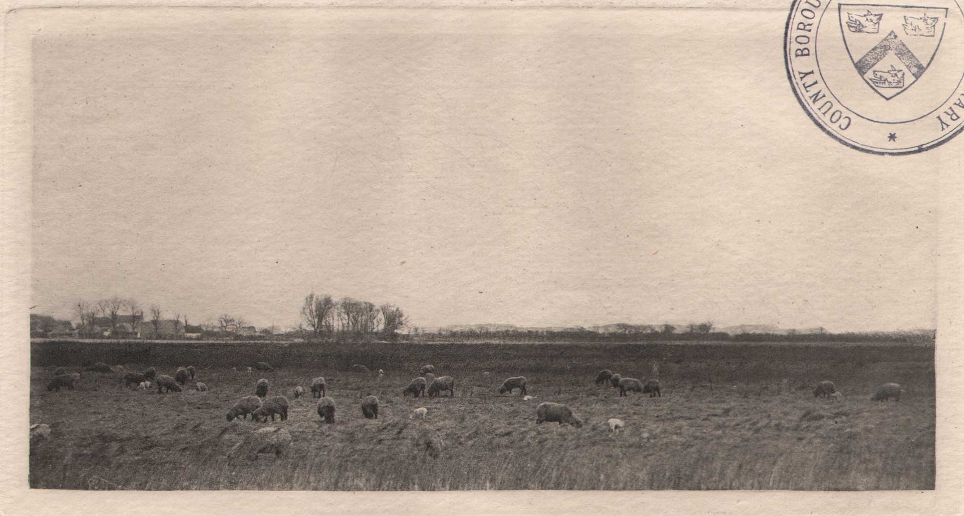 Marshes by the North Sea