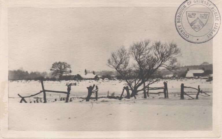 The Snowy Marshlands