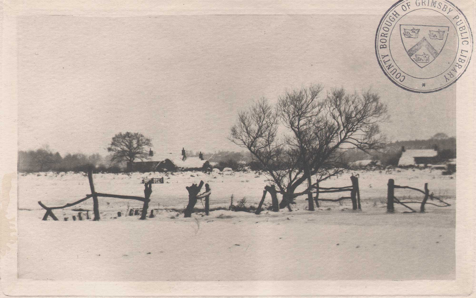 The Snowy Marshlands