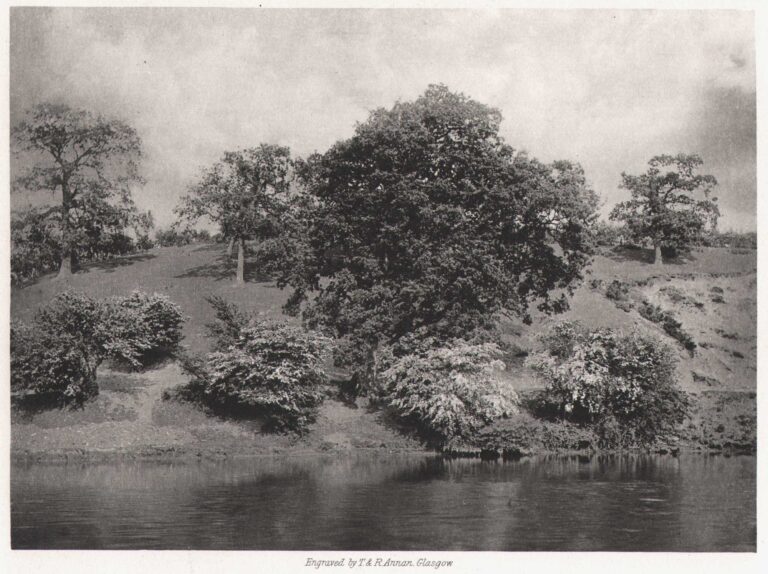Postwick Grove in May-time