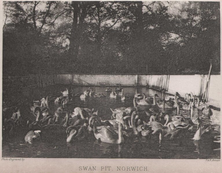Swan Pit, Norwich