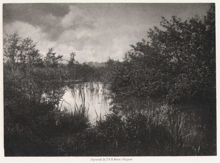 The Haunt of the Waterhen