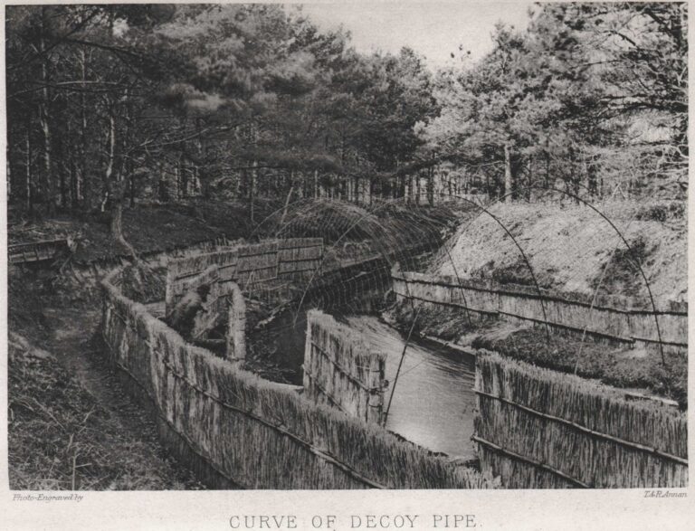 Curve of Decoy Pipe