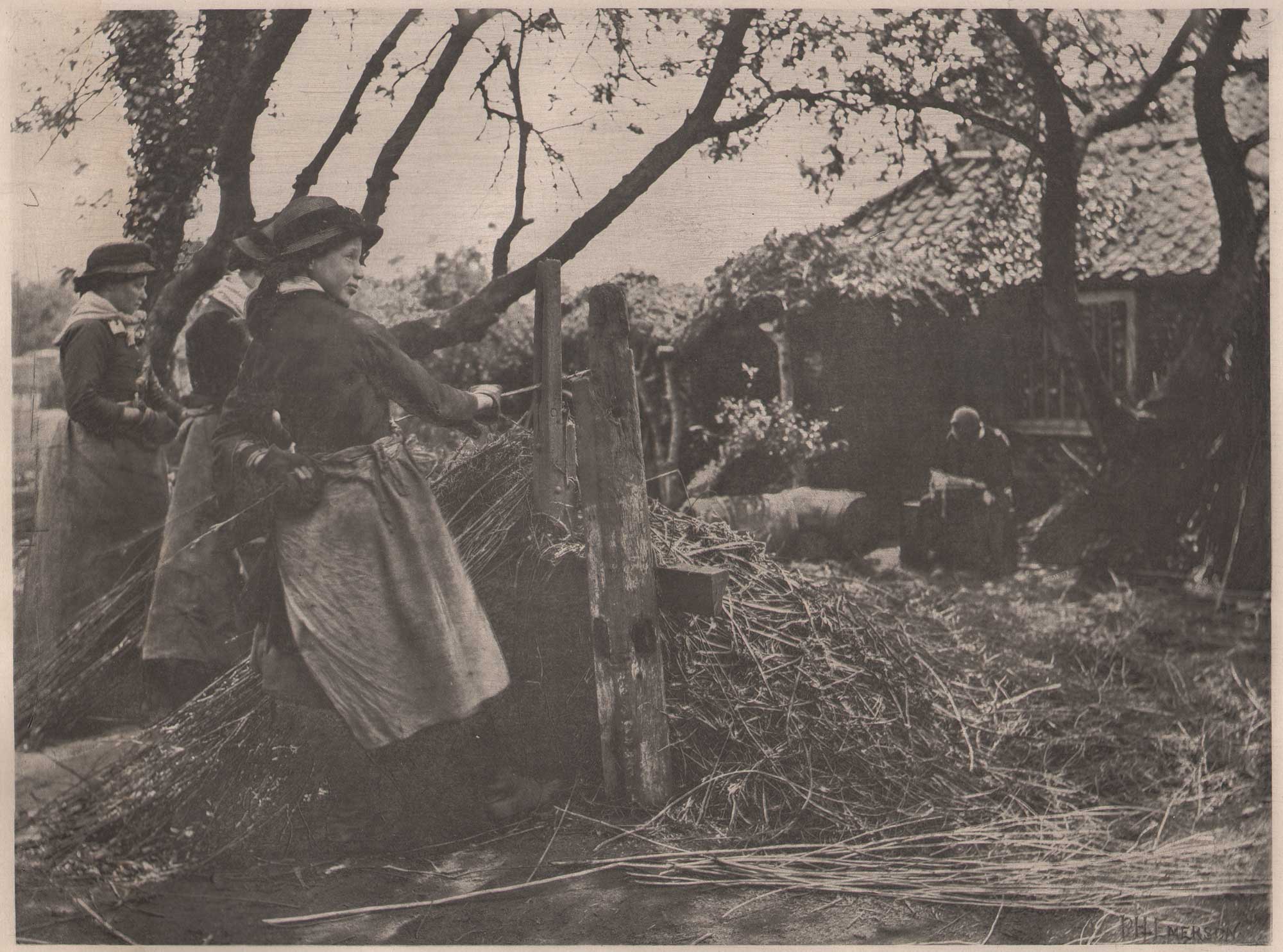 Osier Peeling {Norfolk}