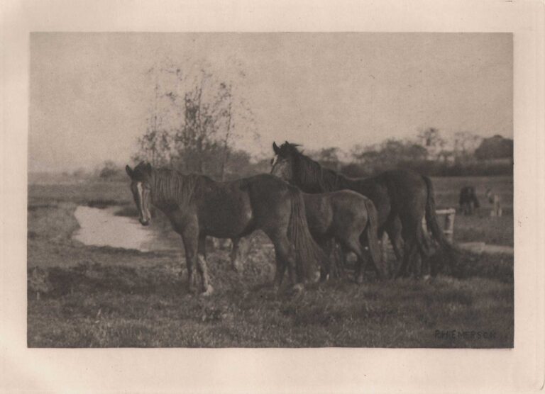 Colts on a Norfolk Marsh