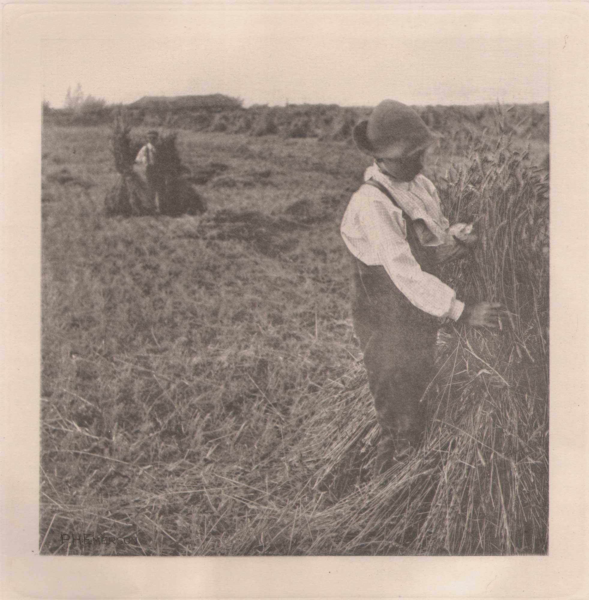 Shocking Corn   {Norfolk}