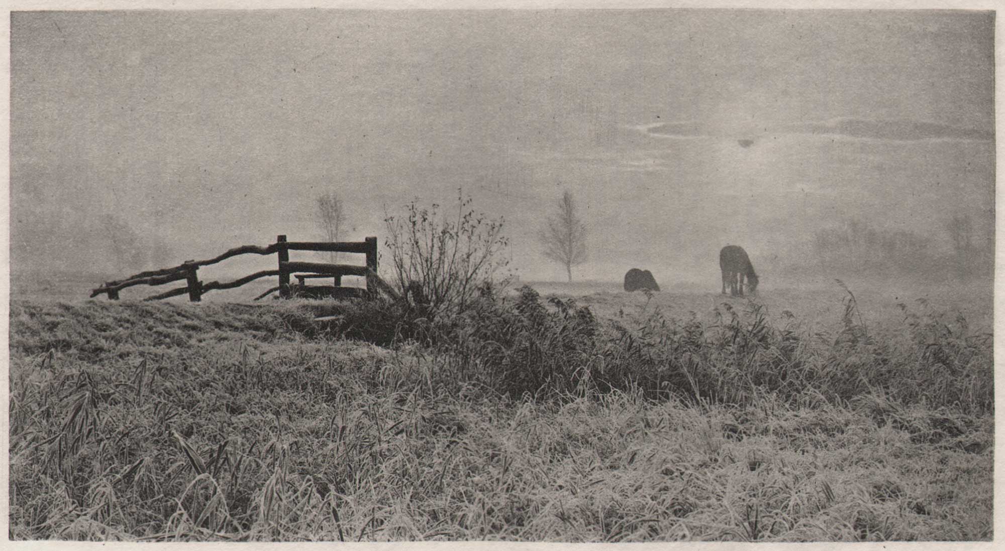 Frontispiece: A Winter’s Sunrise: Marsh Leaves