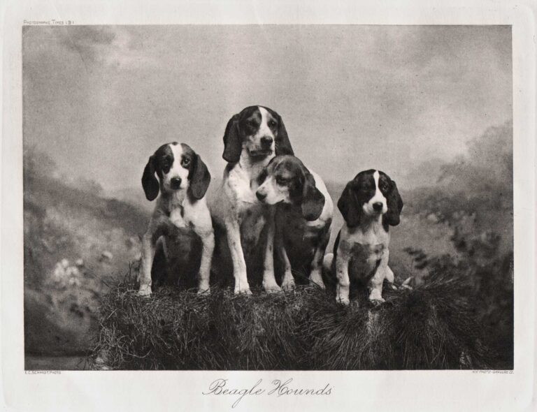 Beagle Hounds
