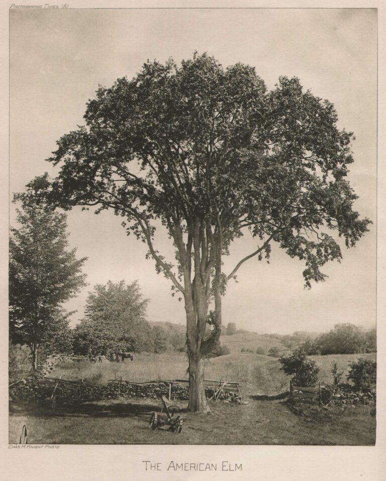The American Elm